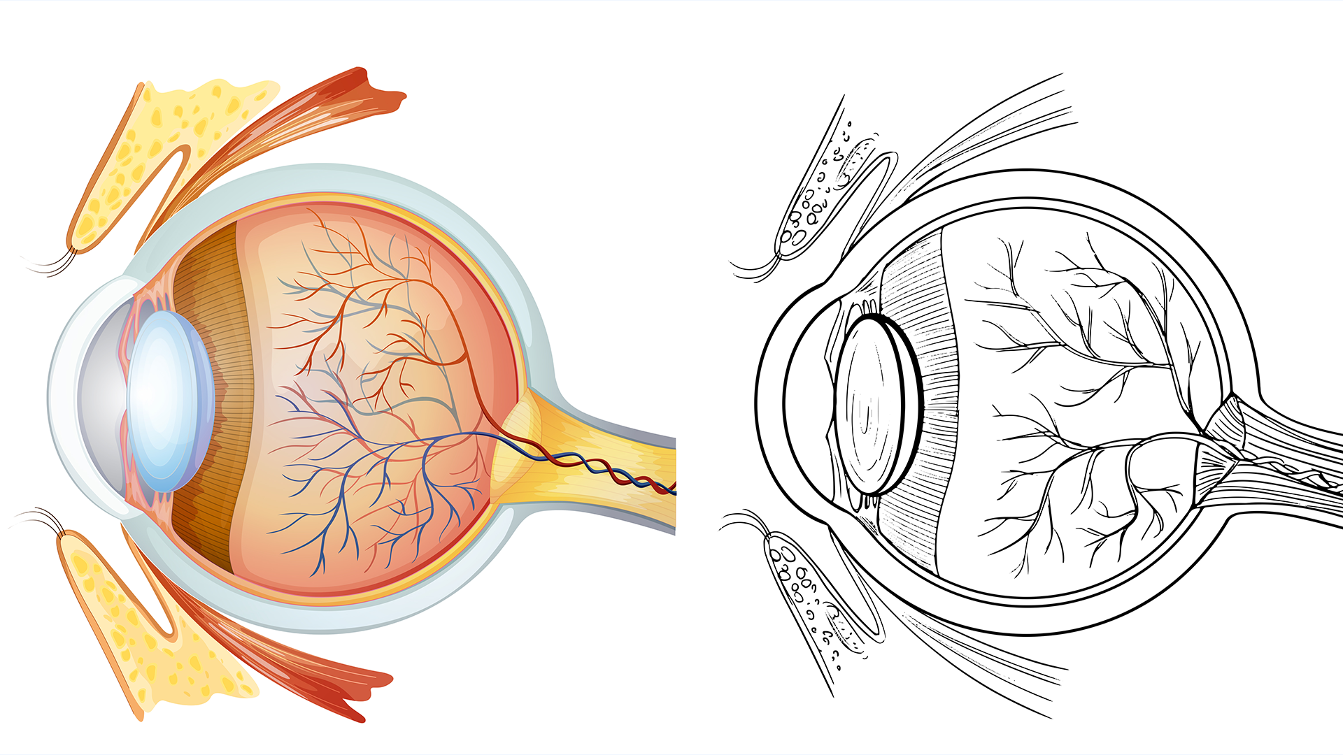 Ocular Anatomy