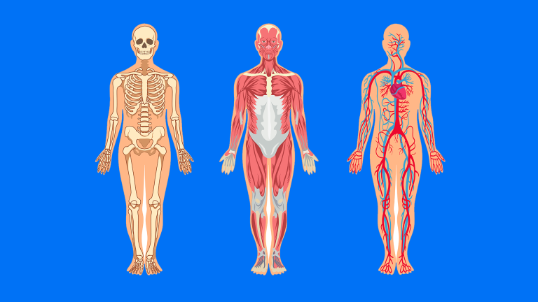 Regional Anatomy