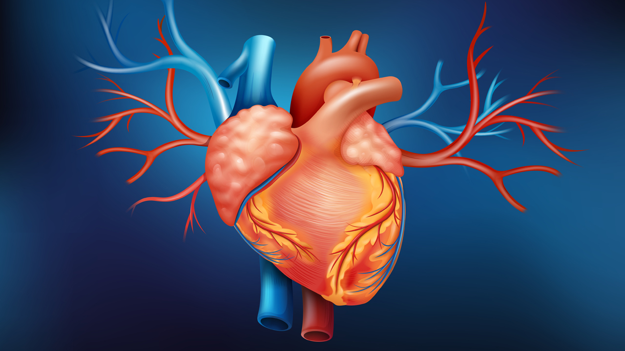 Anatomy of Coronary Circulation with Reference to Myocardial Infarction