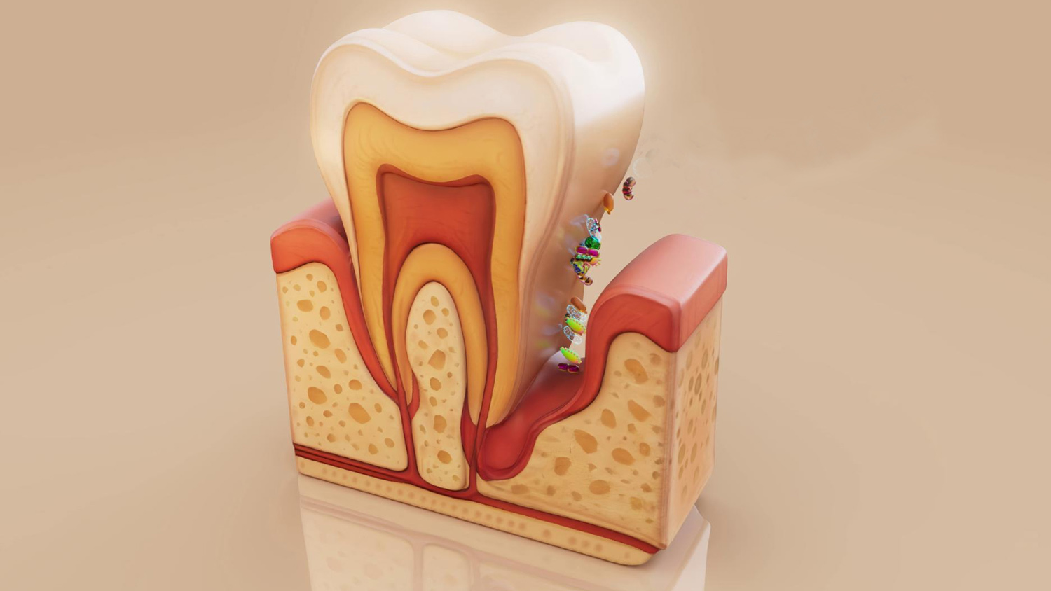 Dentin Pulp Complex